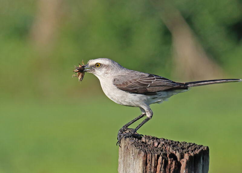 Tropical Mockingbirdadult, Reproduction-nesting