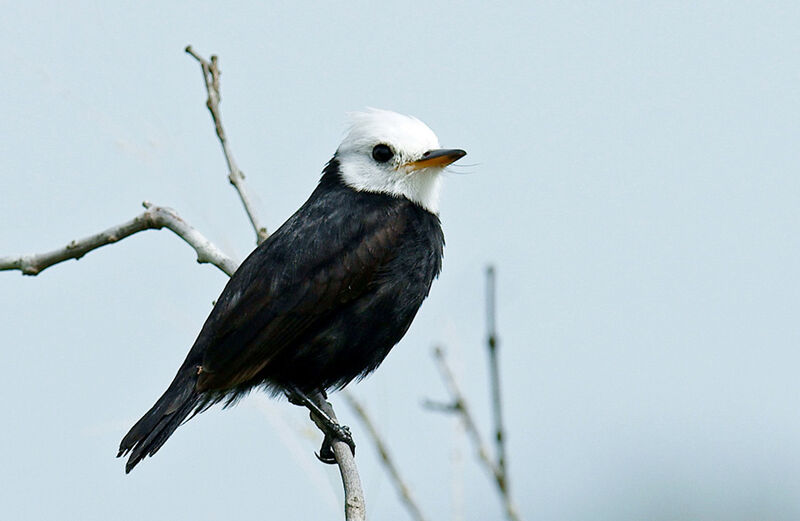 White-headed Marsh Tyrant