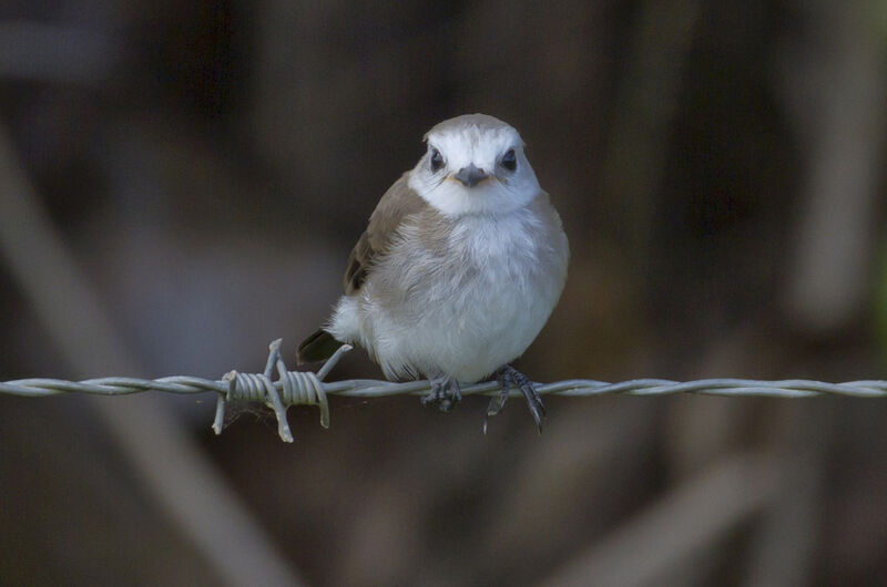 White-headed Marsh Tyrantjuvenile