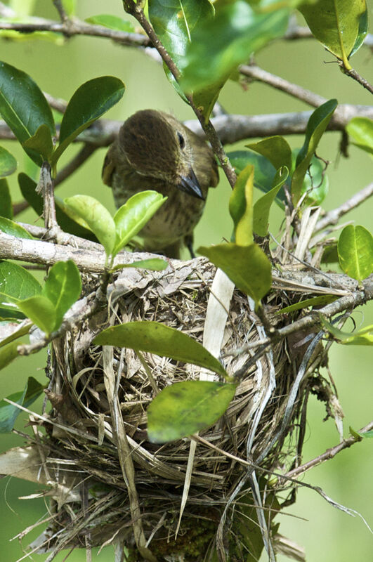 Bran-colored Flycatcher