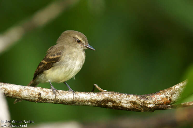 Fuscous Flycatcheradult