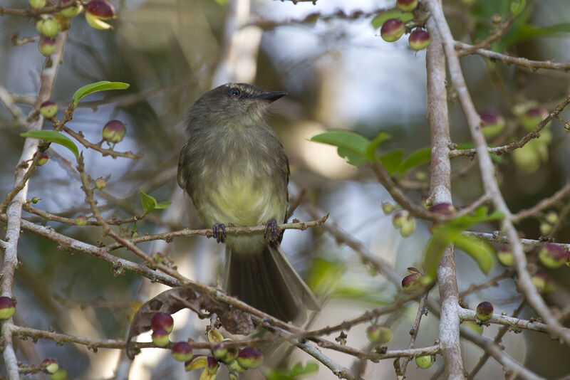 Fuscous Flycatcher