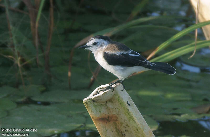 Pied Water Tyrantimmature