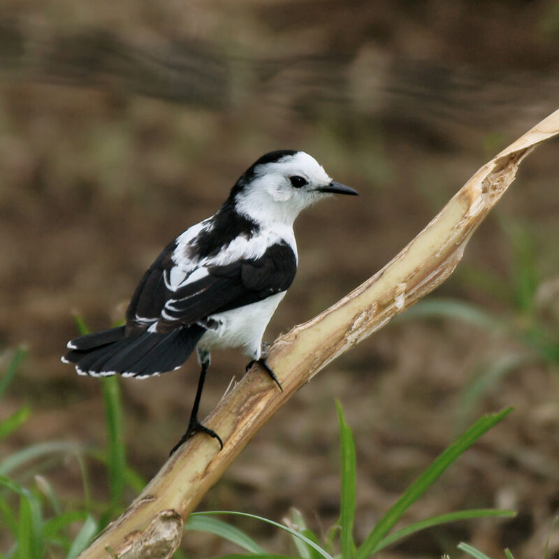 Pied Water Tyrant