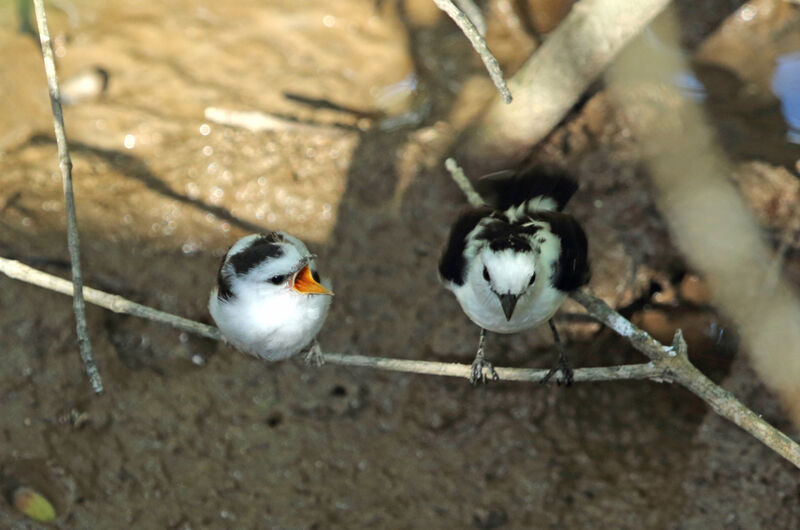 Pied Water Tyrant