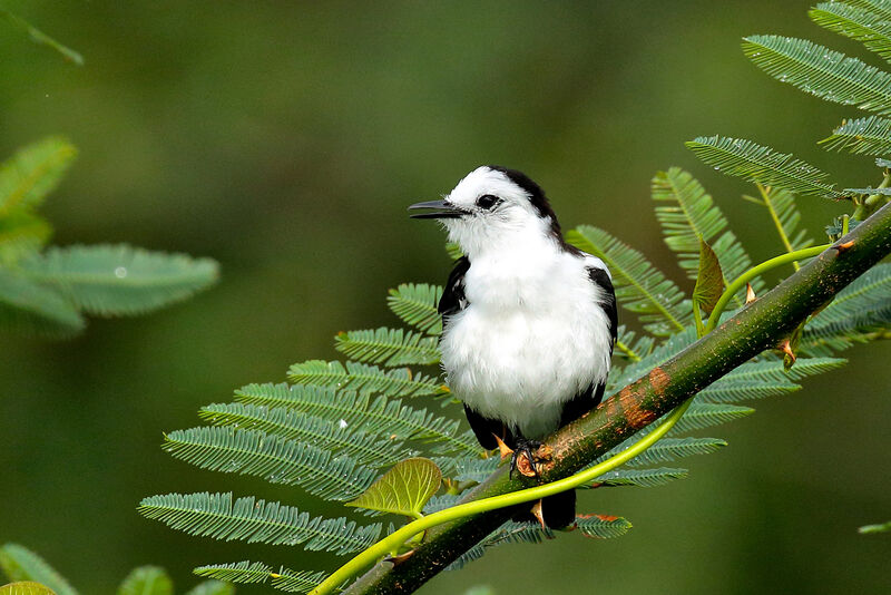 Pied Water Tyrantadult