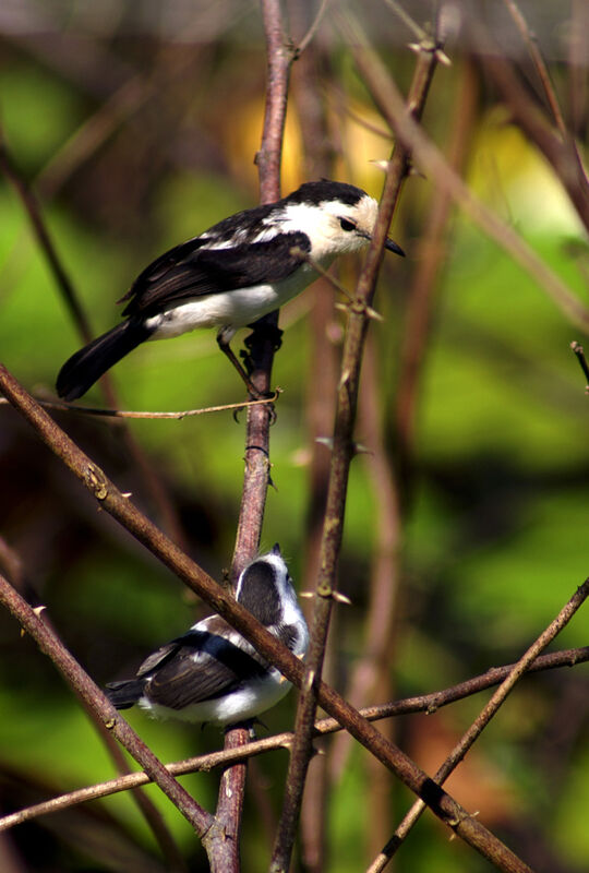 Pied Water Tyrant, identification