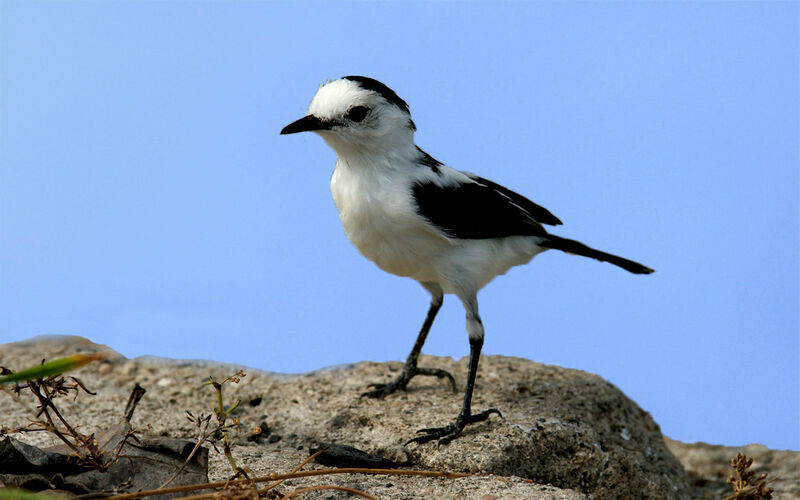 Pied Water Tyrant, identification