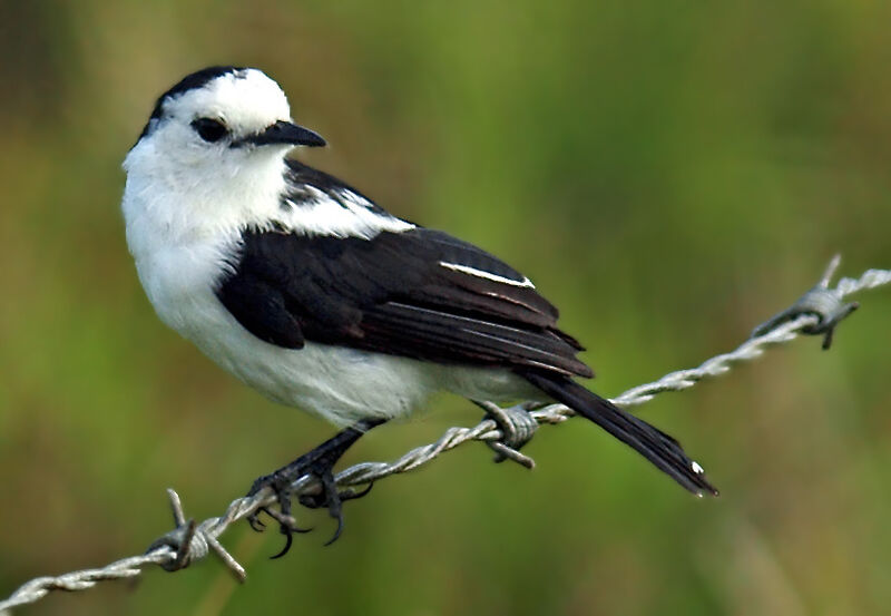 Pied Water Tyrant, identification