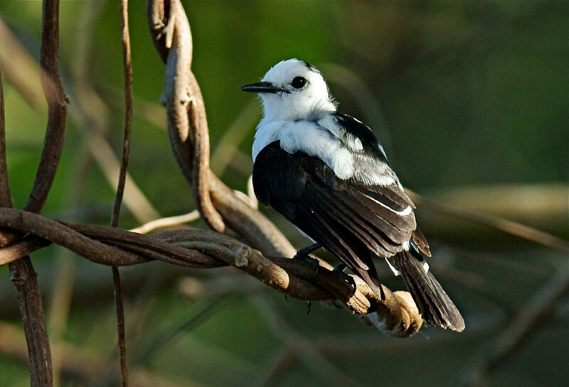 Pied Water Tyrant, identification