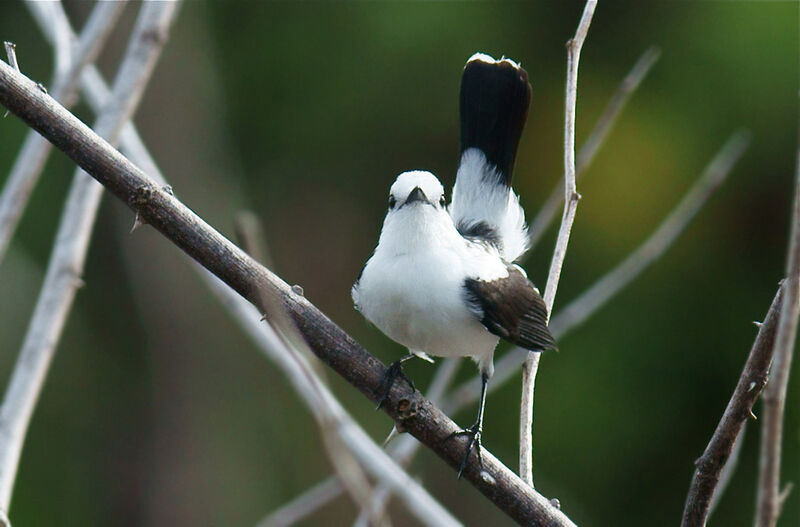 Pied Water Tyrant, Behaviour