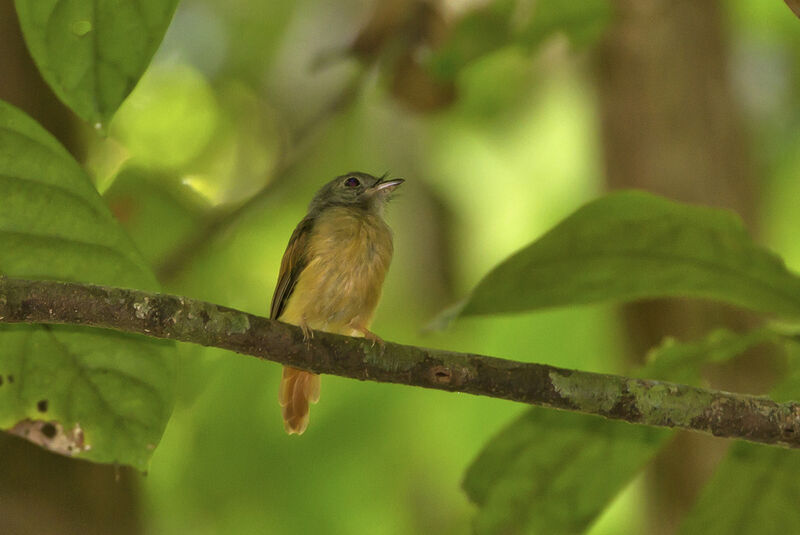 Ruddy-tailed Flycatcher