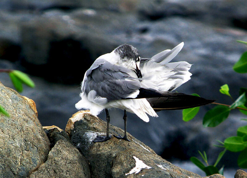 Laughing Gull