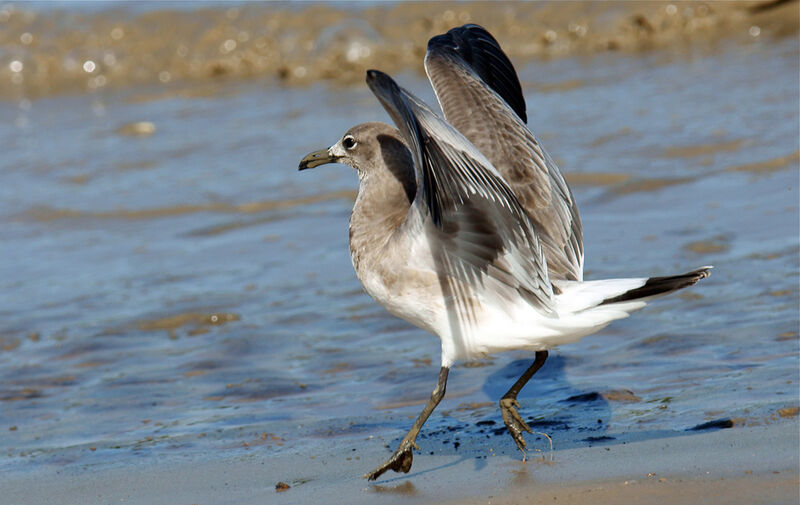 Laughing GullFirst year, identification