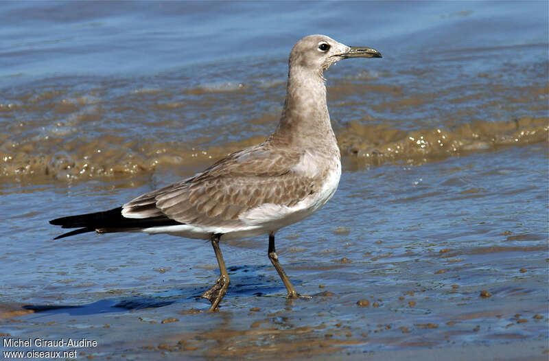 Laughing Gulljuvenile, identification