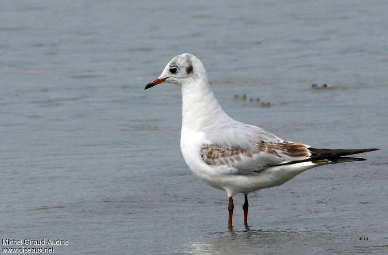 Mouette rieuse2ème année, identification