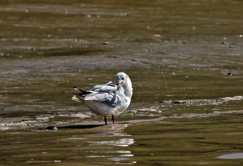 Black-headed Gullimmature