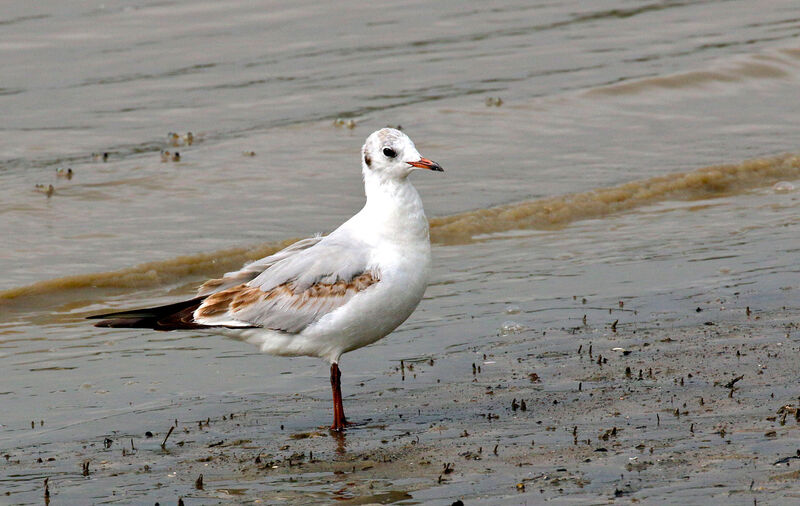 Black-headed Gulljuvenile