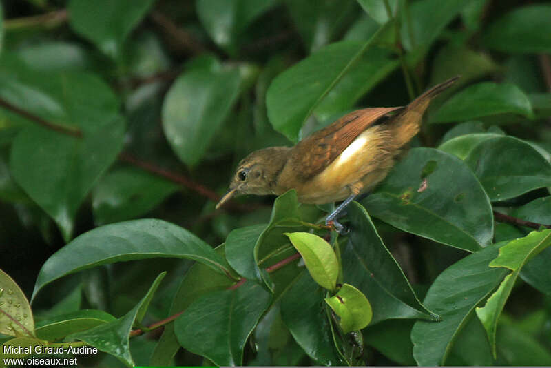 White-flanked Antwren female adult, identification