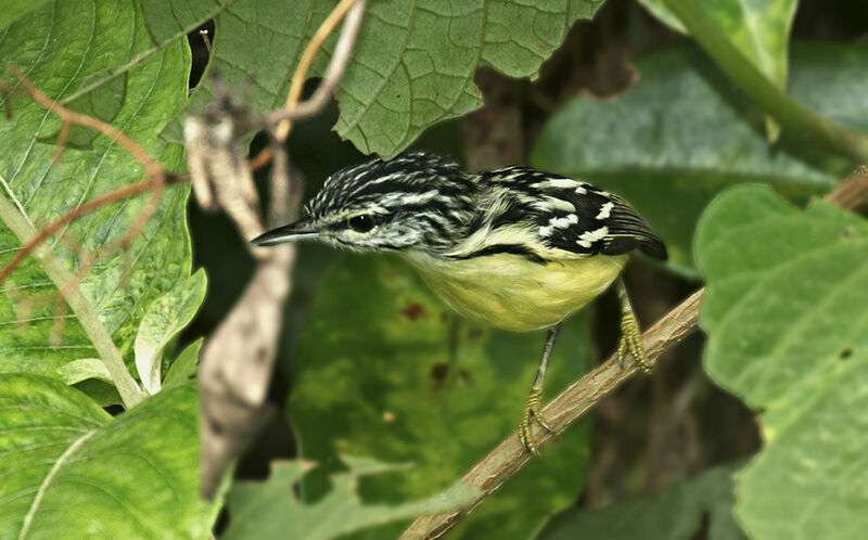 Pygmy Antwren male adult