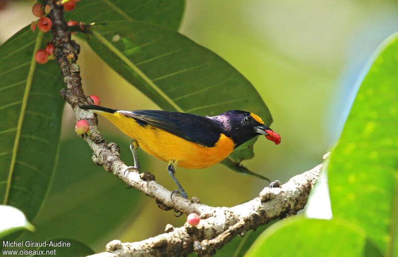 Purple-throated Euphonia male adult, feeding habits, eats