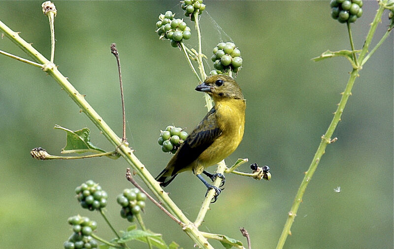 Violaceous Euphonia male immature