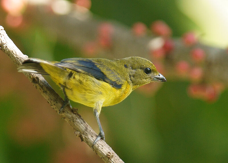 Organiste téïté mâle immature