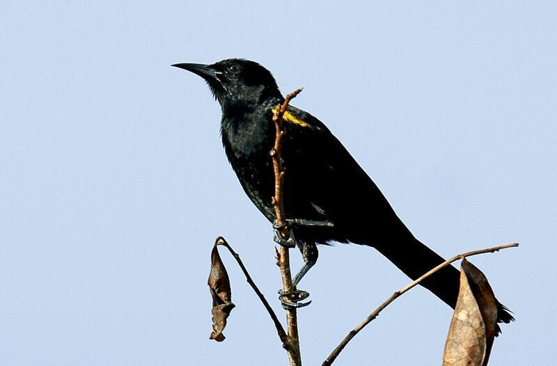 Epaulet Oriole, identification