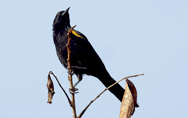 Epaulet Oriole, identification