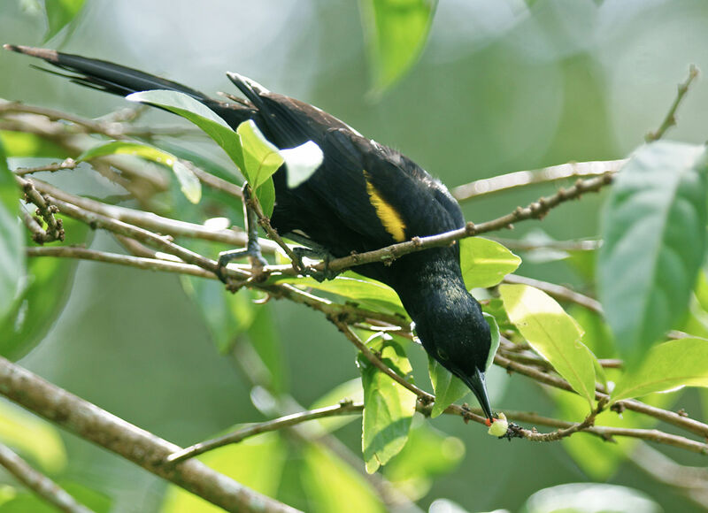 Oriole à épaulettes