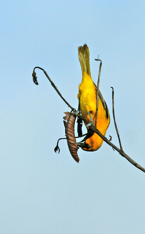 Yellow Oriole