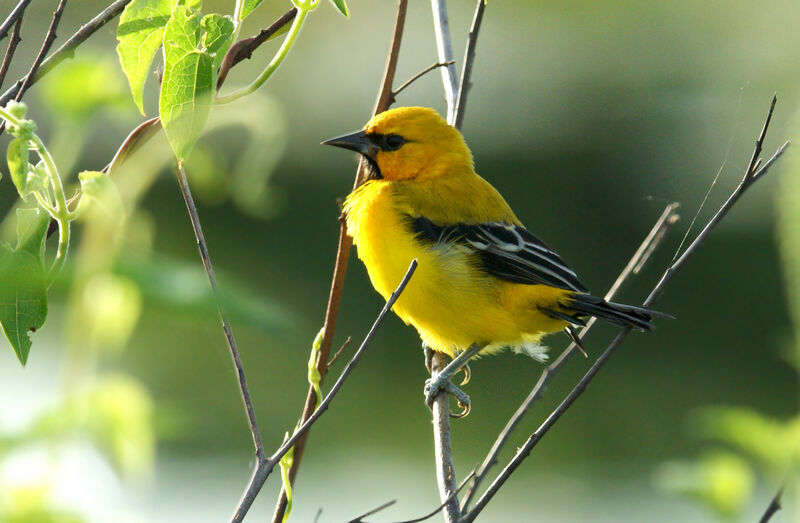 Oriole jaune