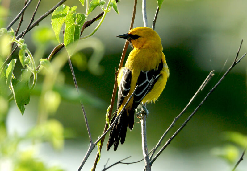 Yellow Oriole