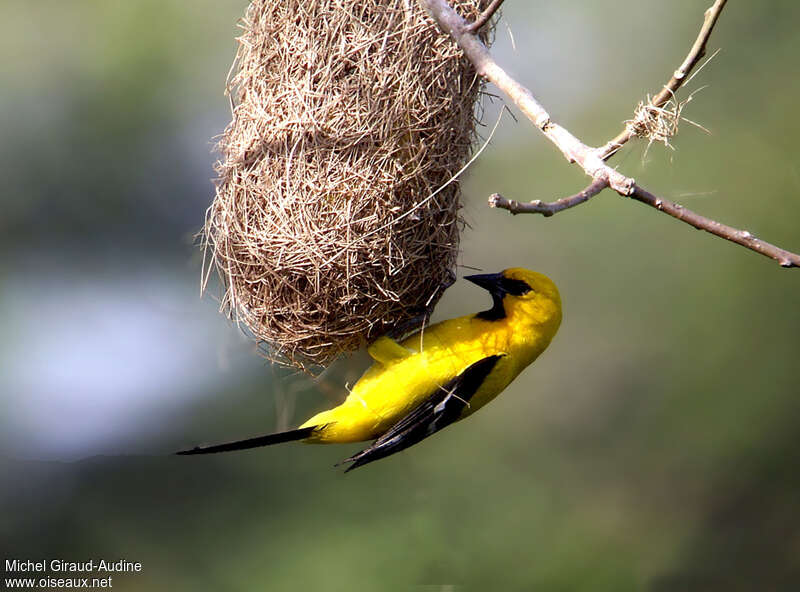 Oriole jauneadulte, Nidification