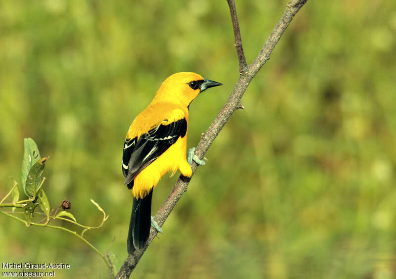 Oriole jauneadulte