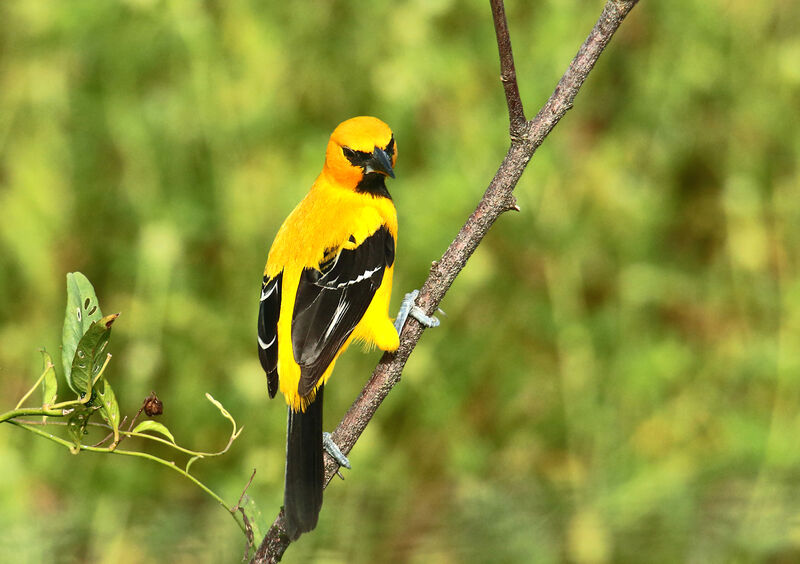 Oriole jauneadulte