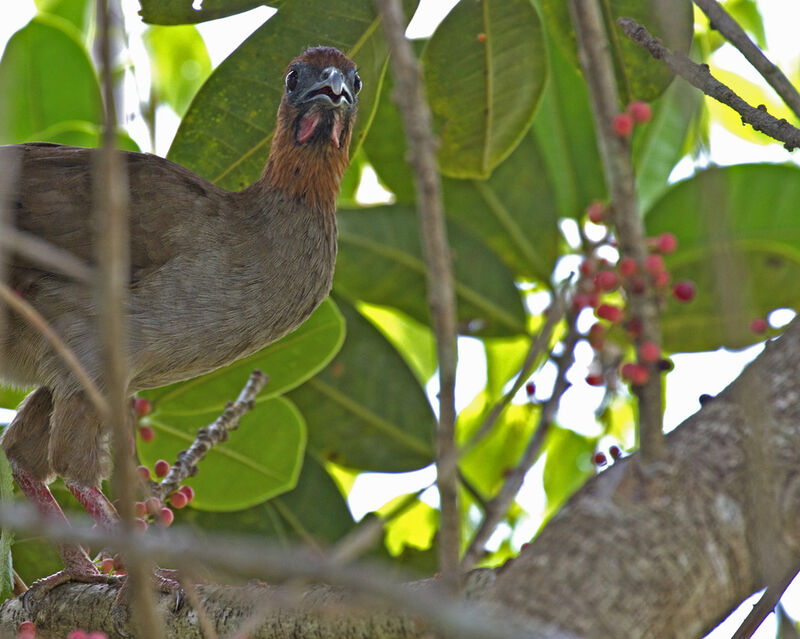 Little Chachalaca