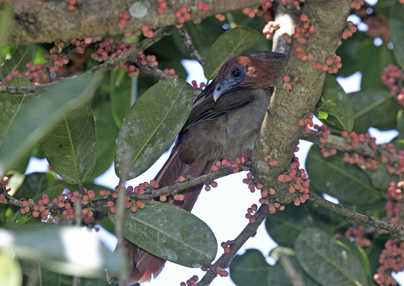 Ortalide motmot