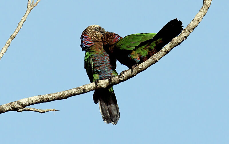 Red-fan Parrot 