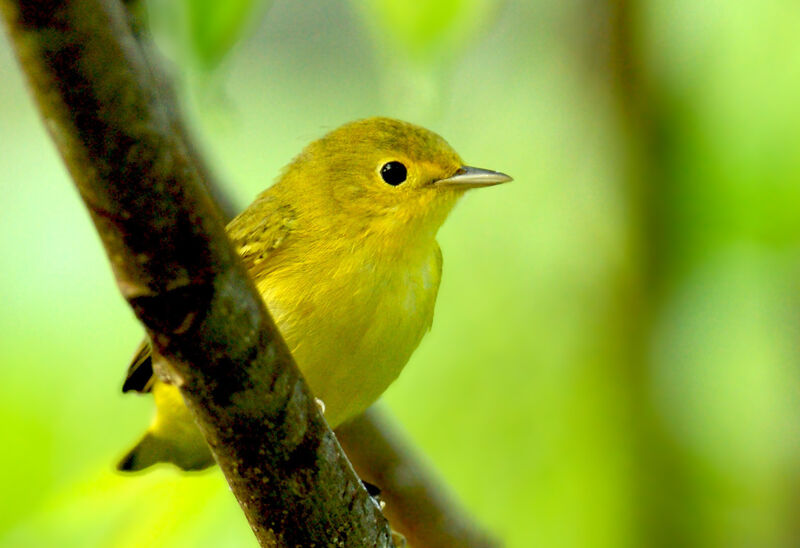 Mangrove Warbler female adult, identification