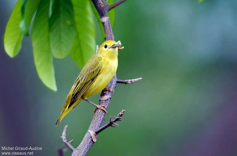 Mangrove Warbler female adult, pigmentation, feeding habits