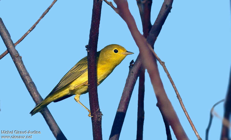 Mangrove Warbler female adult, identification