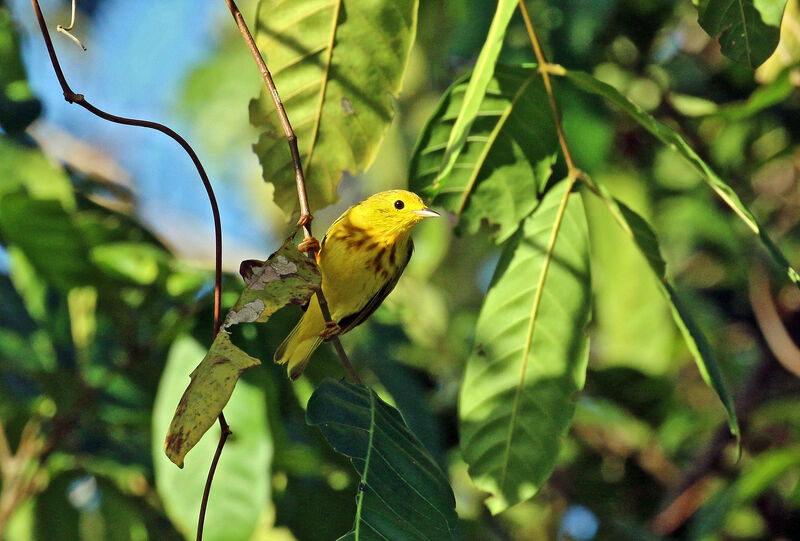 Mangrove Warbler male adult