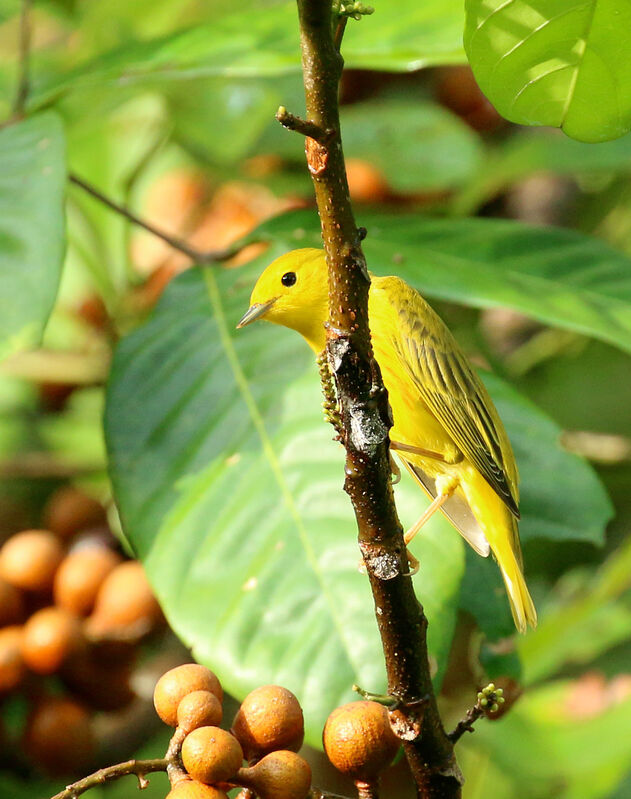 Mangrove Warbler male adult