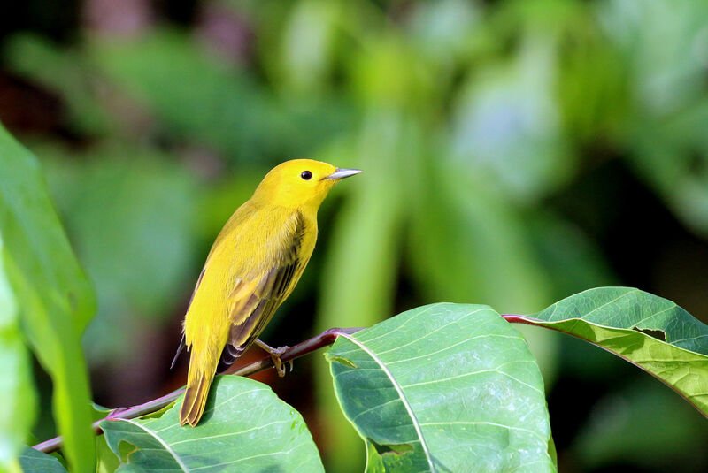 Mangrove Warbler male adult