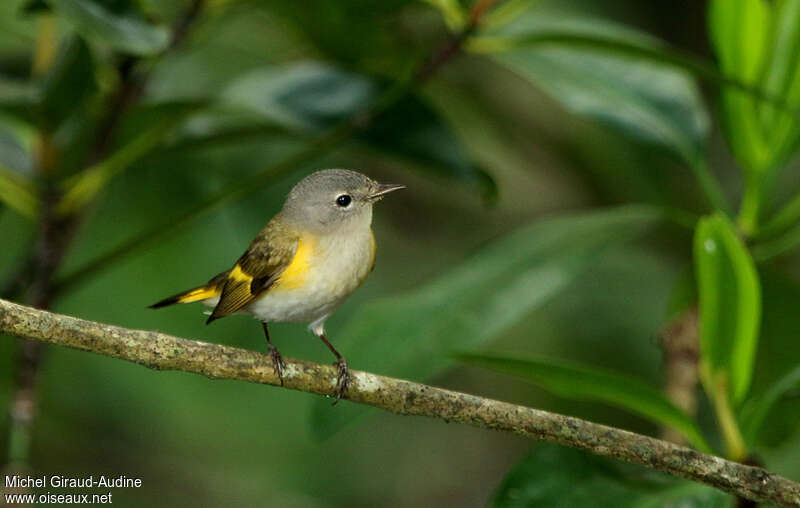 American Redstartadult, close-up portrait