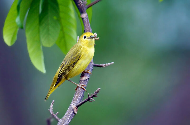 American Yellow Warbler female adult, pigmentation, feeding habits