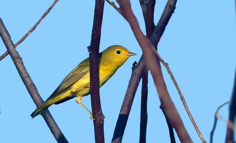 American Yellow Warbler female adult, identification