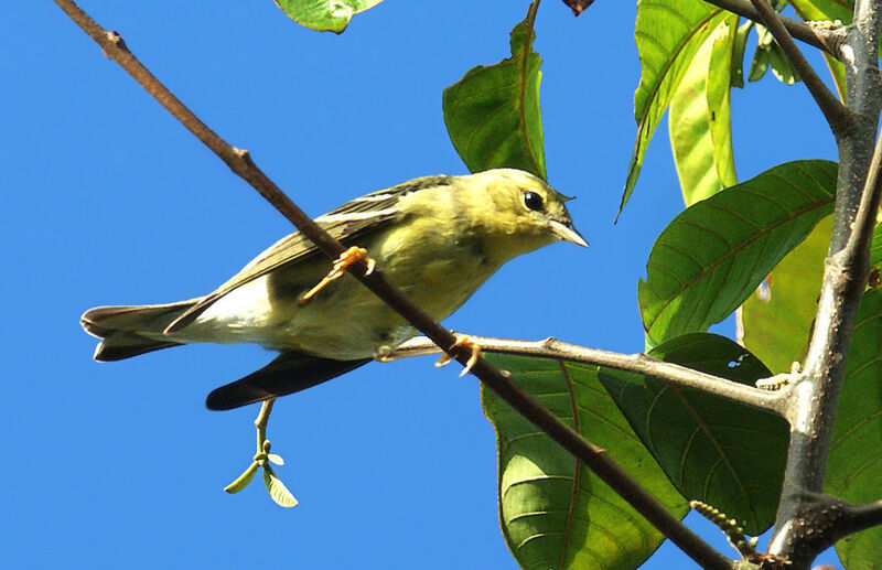 Paruline rayée