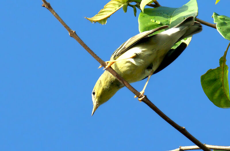 Blackpoll Warbler